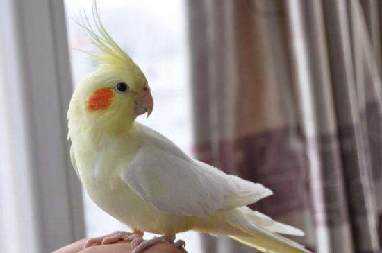 玄鳳鸚鵡養(yǎng)一只還是一對