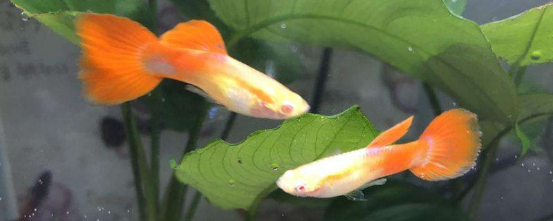 孔雀魚褪色怎么處理