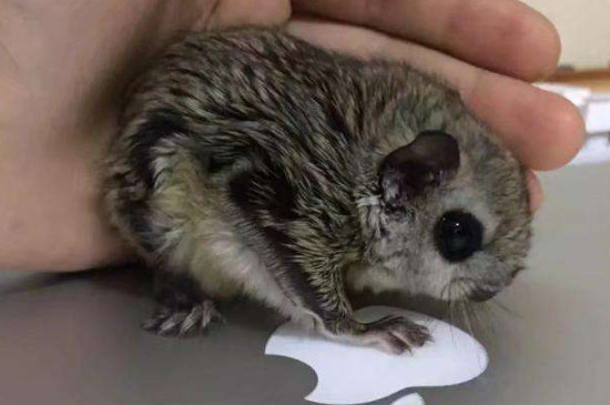 飛鼠是什么類的動物