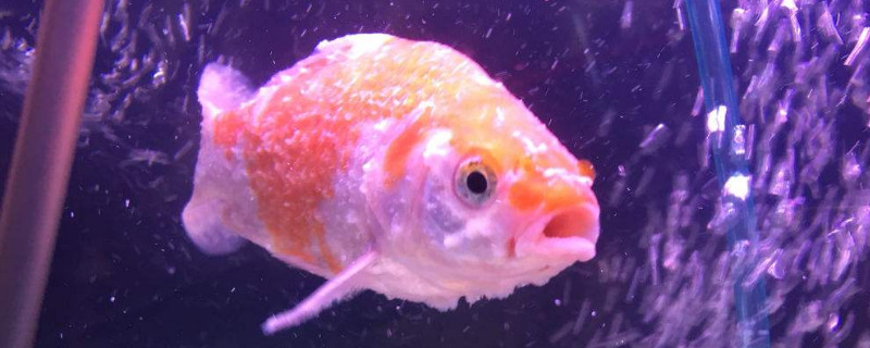 魚長白毛了怎么治療