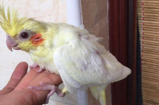 玄鳳雛鳥多久可以斷奶