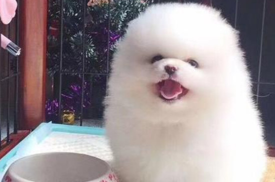 博美到新家多久適應