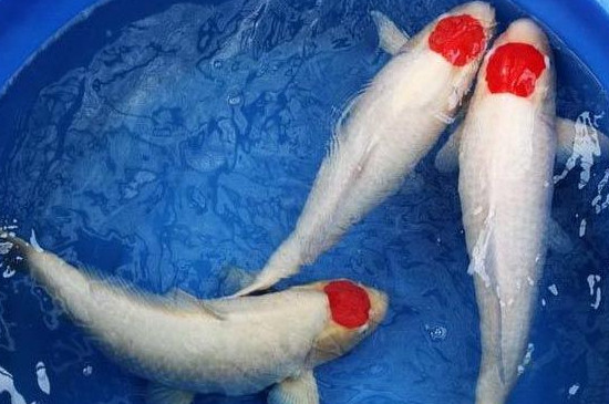 丹頂錦鯉怎么養(yǎng)