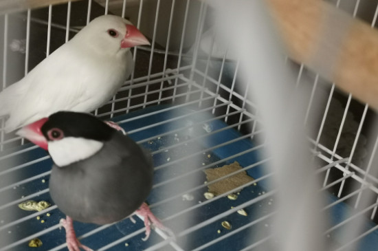 灰文鳥拉水便怎么辦啊