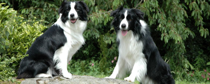 邊境牧羊犬怎么教育