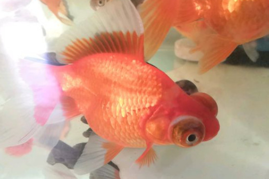 小金魚肚子鼓鼓的