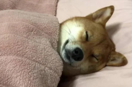 狗狗冬天怕冷嗎要蓋被子嗎