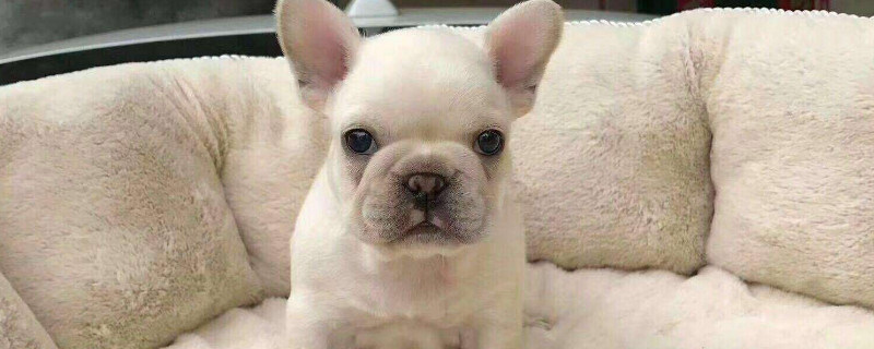 法牛犬好養(yǎng)嗎怎么訓練