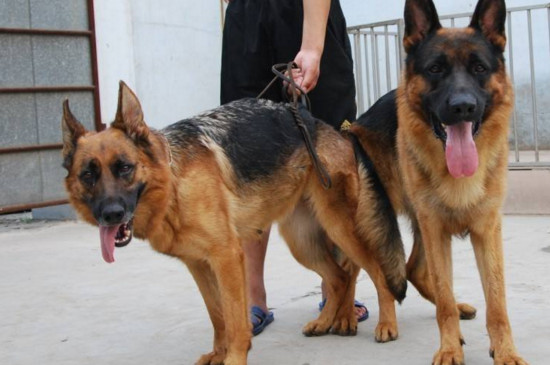 德國牧羊犬怎樣訓(xùn)練