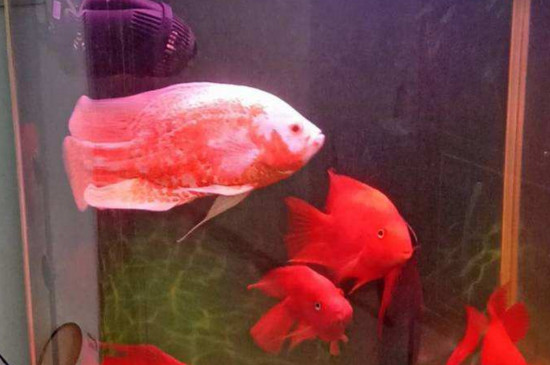 養(yǎng)一條地圖魚好嗎