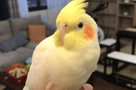 養(yǎng)玄鳳鸚鵡的注意事項(xiàng)