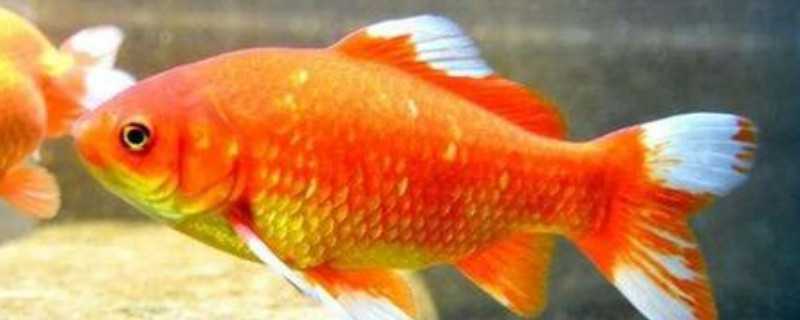 小金魚沒有飼料吃什么