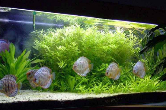 草缸養(yǎng)孔雀魚必死嗎