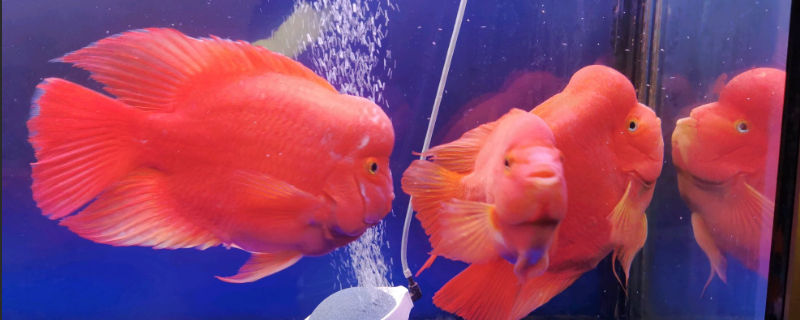 鸚鵡魚頭上有洞怎么辦