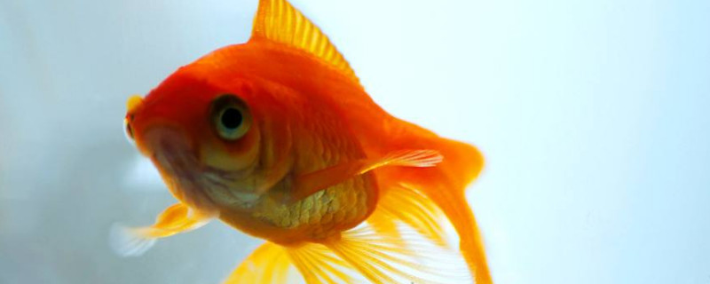 爛尾金魚能自愈嗎