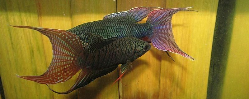 半月斗魚怎么分公母