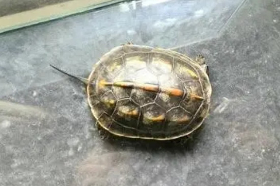巴西龜蛻皮是什么癥狀