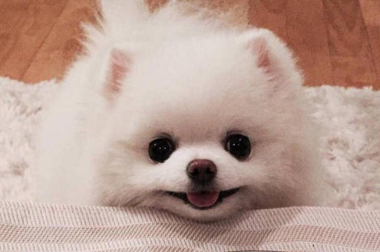 小博美能不能獨(dú)自放家里