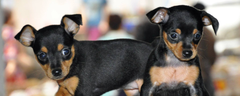 迷你杜賓犬和小鹿犬的區(qū)別