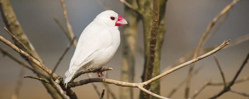 灰文鳥交配后多久下蛋