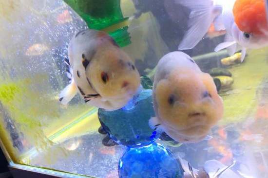 如何養(yǎng)金魚