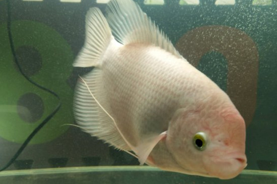 招財(cái)魚怎么養(yǎng)，招財(cái)魚的養(yǎng)殖方法