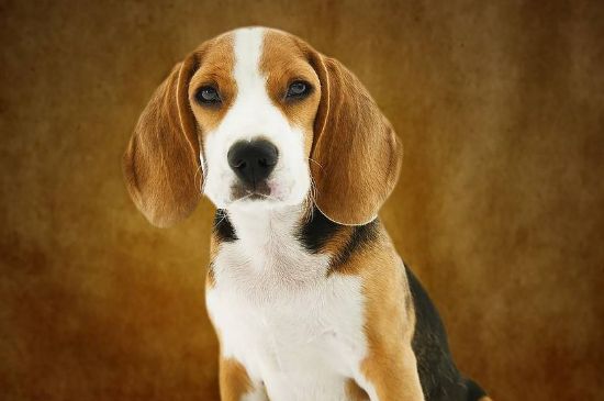 比格犬怎么訓(xùn)練，建立威信獎(jiǎng)罰分明并要有耐心