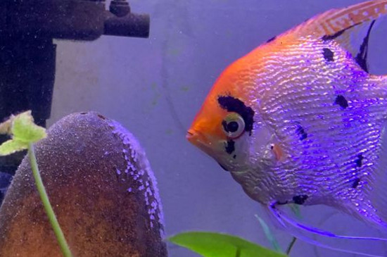 神仙魚(yú)死了是怎么回事