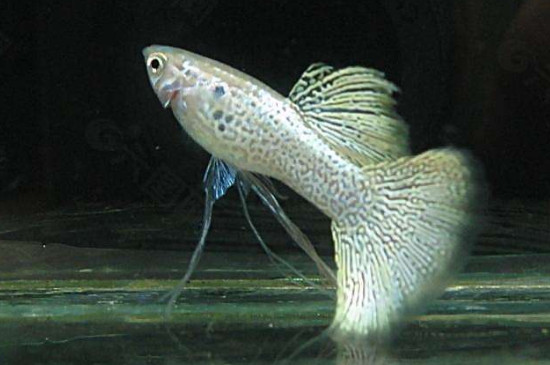 孔雀魚混養(yǎng)會(huì)串種嗎