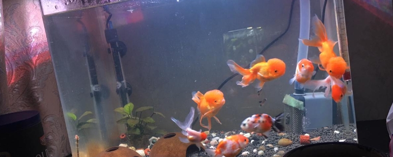 金魚晚上睡覺要關(guān)燈嗎