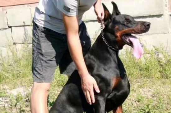 杜賓犬的優(yōu)點和缺點