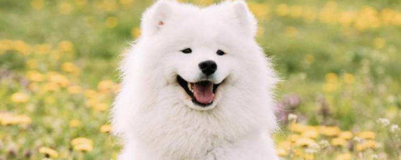 純種薩摩耶犬多少錢一只，幼犬價(jià)格大概在800-4000元左右