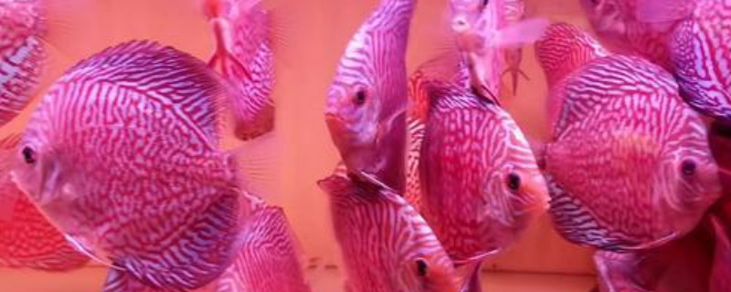 鸚鵡魚的壽命