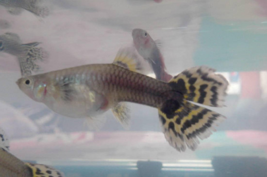 孔雀魚一次生多少小魚