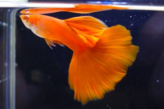 孔雀魚三大人氣品種