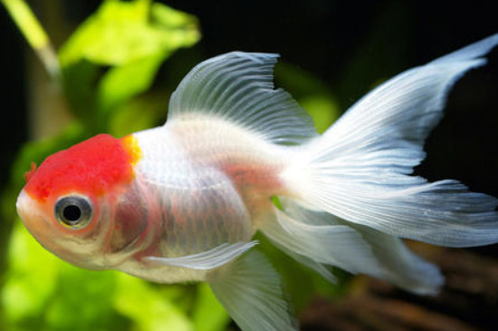 孔雀魚能吃餅干屑嗎
