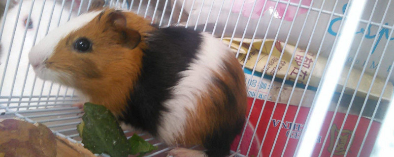 豚鼠飼養(yǎng)方法