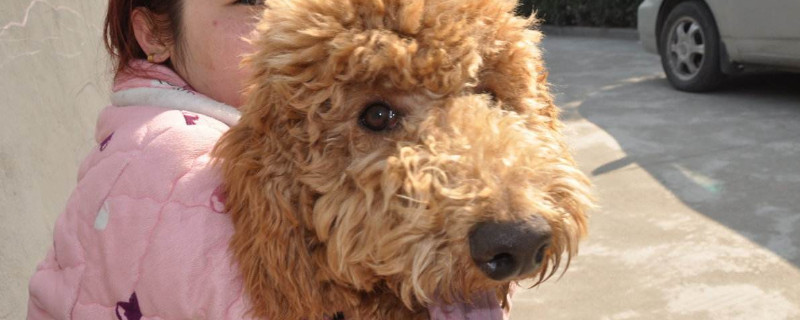 巨貴犬是怎么來的