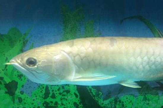 成年龍魚多少錢一只，龍魚品種和價格表