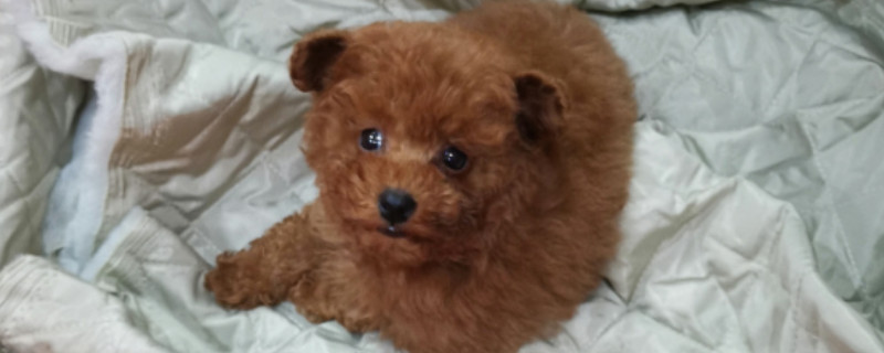泰迪犬吃什么狗糧