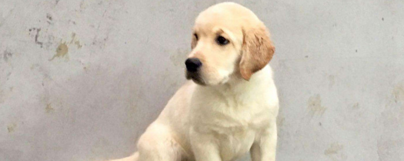 拉布拉多幼犬感冒癥狀
