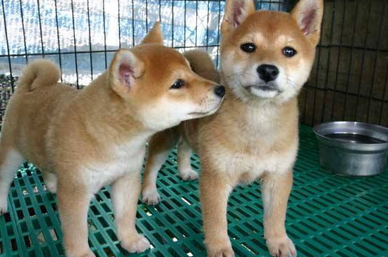 柴犬飼養(yǎng)禁忌
