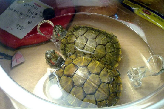 巴西龜吃泥鰍嗎