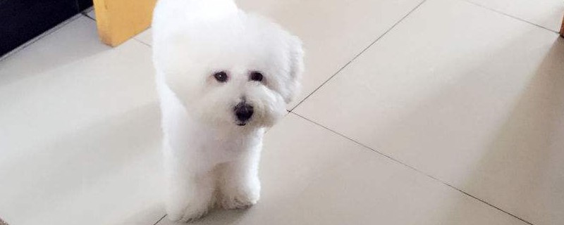 比熊掉毛嗎