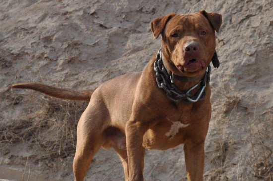 比特犬的訓(xùn)練方法，要從小開始并適當(dāng)用零食誘導(dǎo)
