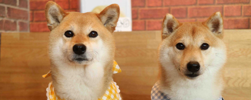 為什么不能養(yǎng)兩只柴犬