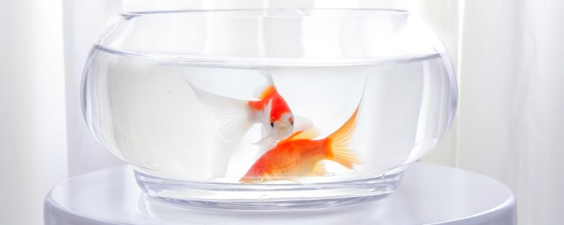 魚缸換水的正確方法自來水