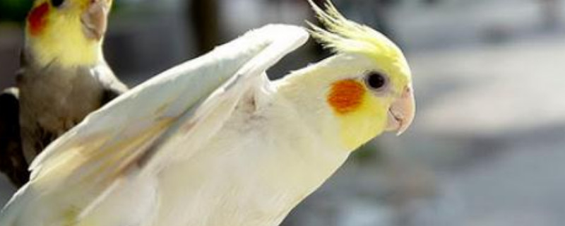 玄鳳幼鳥人工喂養(yǎng)方法