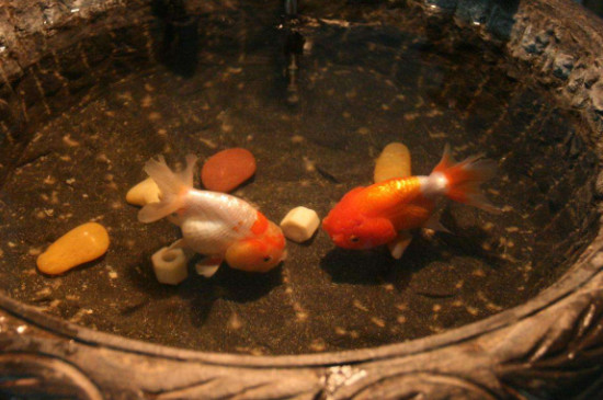 藍瘦魚怎么養(yǎng)，藍瘦魚養(yǎng)注意事項