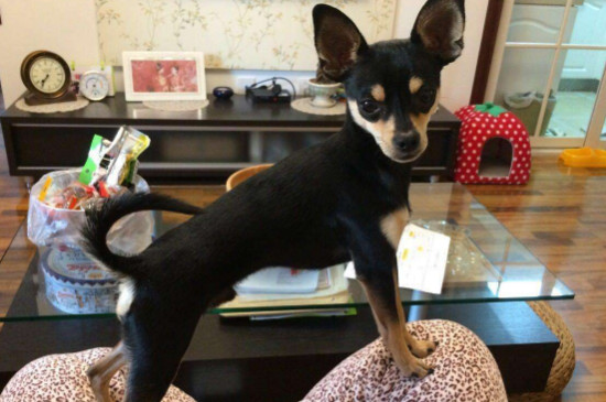迷你杜賓犬缺點(diǎn)